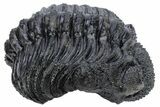 Partially Enrolled Drotops Trilobite With Exposed Hypostome #222349-4